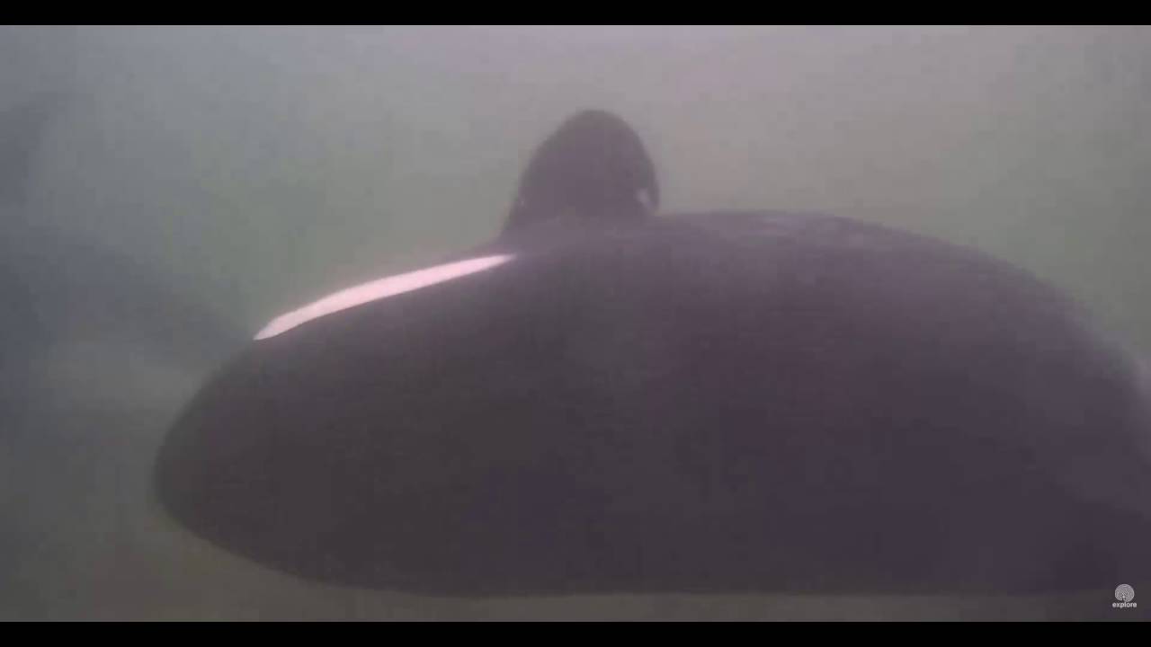 Orca pod Underwater cam at Rubbing Beach 2016 08 18 17 59 52