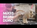 Mixed Breed Dog Grooming Demo