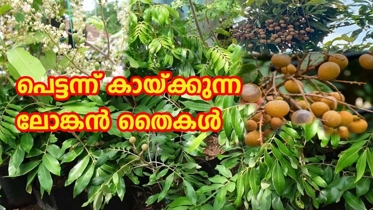 പെട്ടന്ന് കായ്ക്കുന്ന ലോങ്കൻ തൈകൾ Longan  ചെടി വാങ്ങും മുൻപ് അറിയേണ്ട കാര്യങ്ങൾ #exotic #longan
