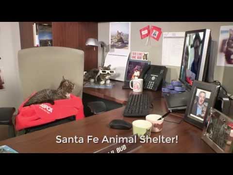 Videó: Pet Scoop: Kutya csapdába esett a látogatások napjaira Megmentők, Lil Bub létrehoz egy nagy alapot az ASPCA számára