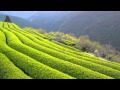 Green Tea Farm/上原ひろみ&矢野顕子 covered by micah バンド生演奏音源