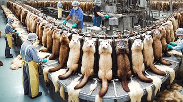 Harvest Millions Tons of Mink Fur and Civet Coffee Each Year – Mink Fur Processing Technology