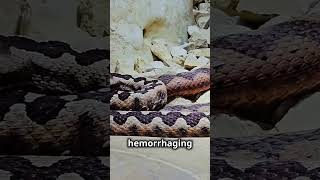 Fer De Lance Snake - The Deadly Predator Of The Americas