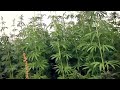 Montana Ag Network: Processing industrial hemp