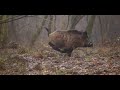 Kings game  driven wild boar