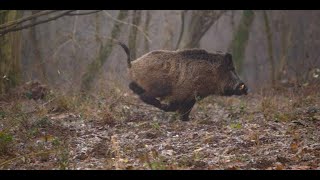 King's Game - Driven Wild Boar