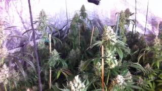 Veganic LED grow day 55 bloom