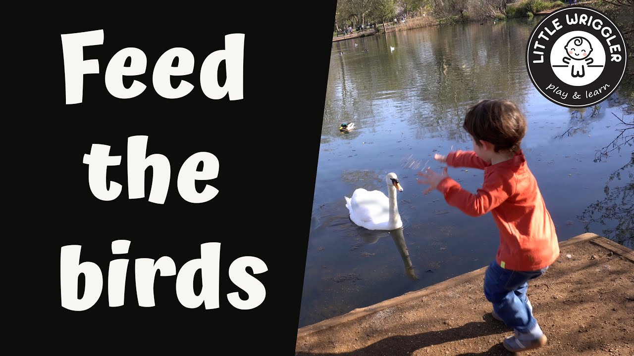 Feeding the birds | Don't feed ducks bread | How the World works for kids