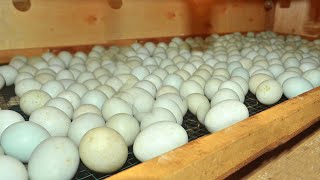 Awesome Technique in Hatching Duck Eggs  Incubating Hundreds of Ducks eggs ( Brooder to coop )