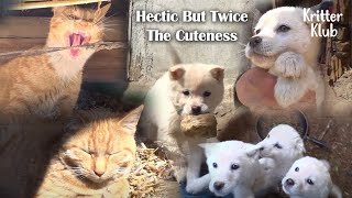 What Happens When You Put 4 Pups And 4 Kittens Together (Part 2) | Kritter Klub