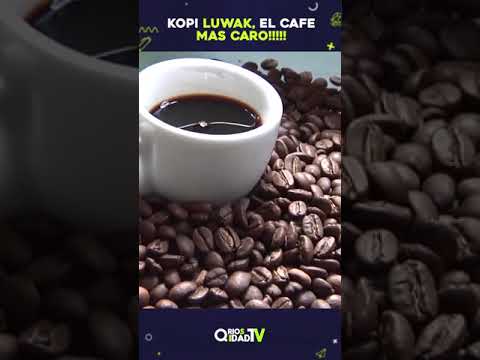 Kopi Luwak, El café mas caro del mundo!
