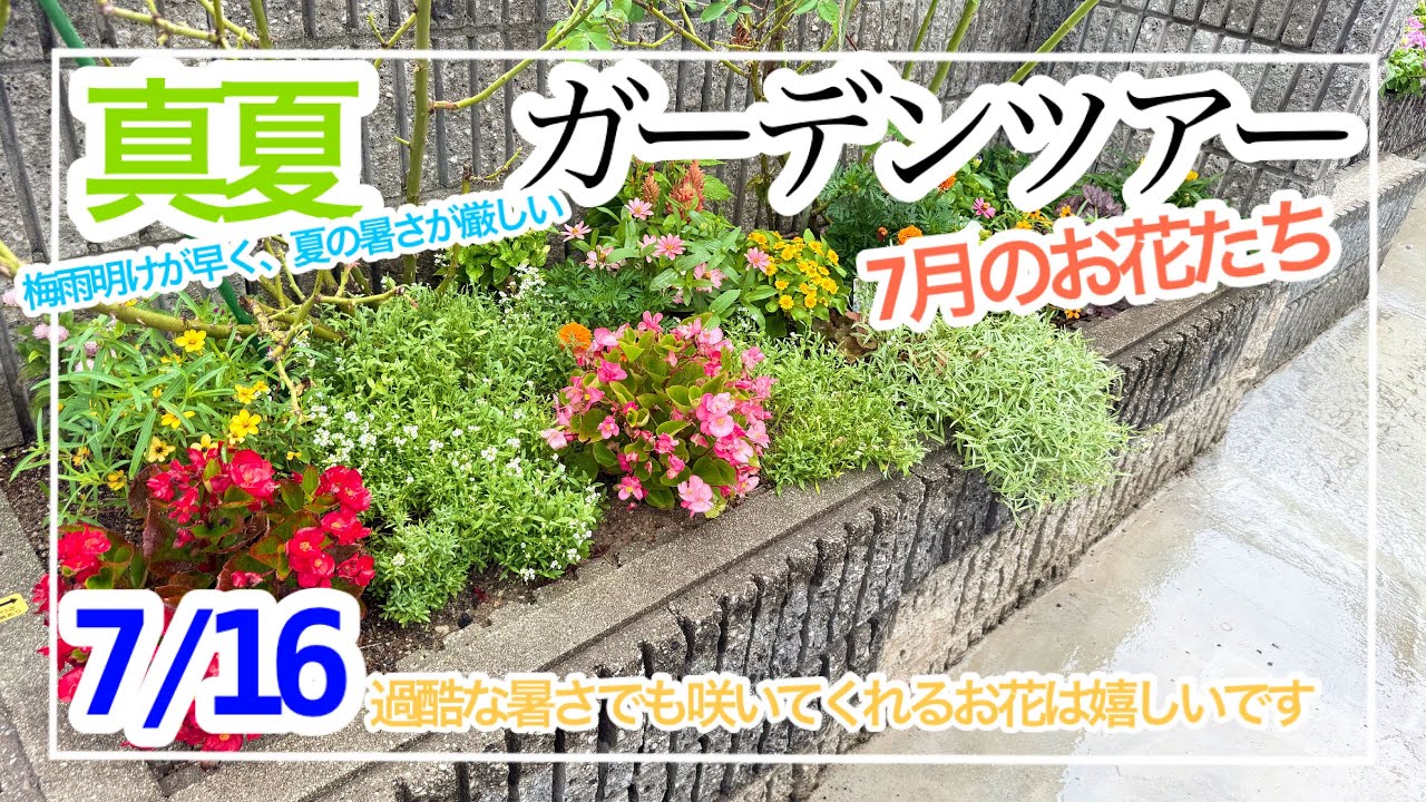 ガーデニング］7月のガーデンツアー、庭の様子をご紹介します - YouTube