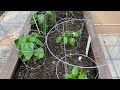 A Walk Through the Garden! June 8, 2025
