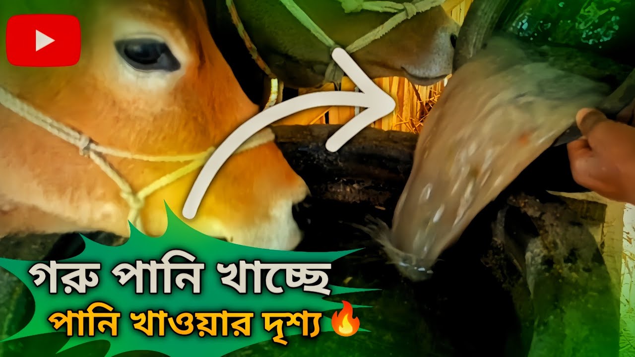গরুকে পানি খাওয়ালাম Cow Drinking Water Village Life