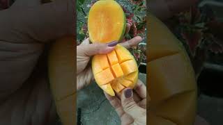 Download Lagu Mangga gedong gincu. rasa agak sedikit asam cocok buah Rujakan. #buahbuahansegar #buah MP3