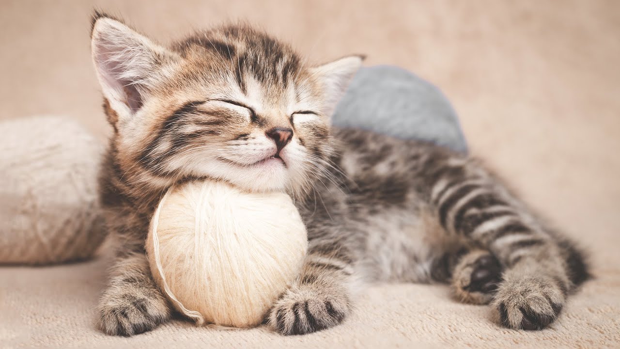 ⁣Music to Calm Cats 🐱 End Stress With Relaxation Music & Anxiety Relief | Cat love Music