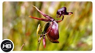 Самые Редкие и Необычные Орхидеи Мира. top 10