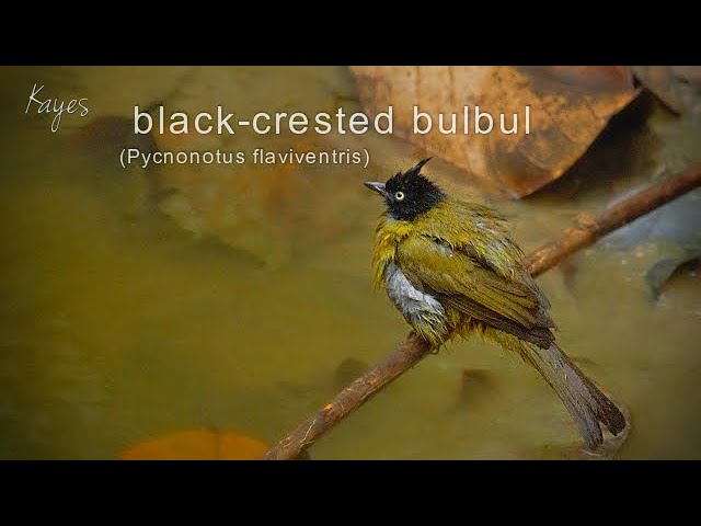 The black crested bulbul Pycnonotus flaviventris.