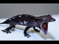 The most expensive gecko I have ever sold- A history of the Crested Gecko market