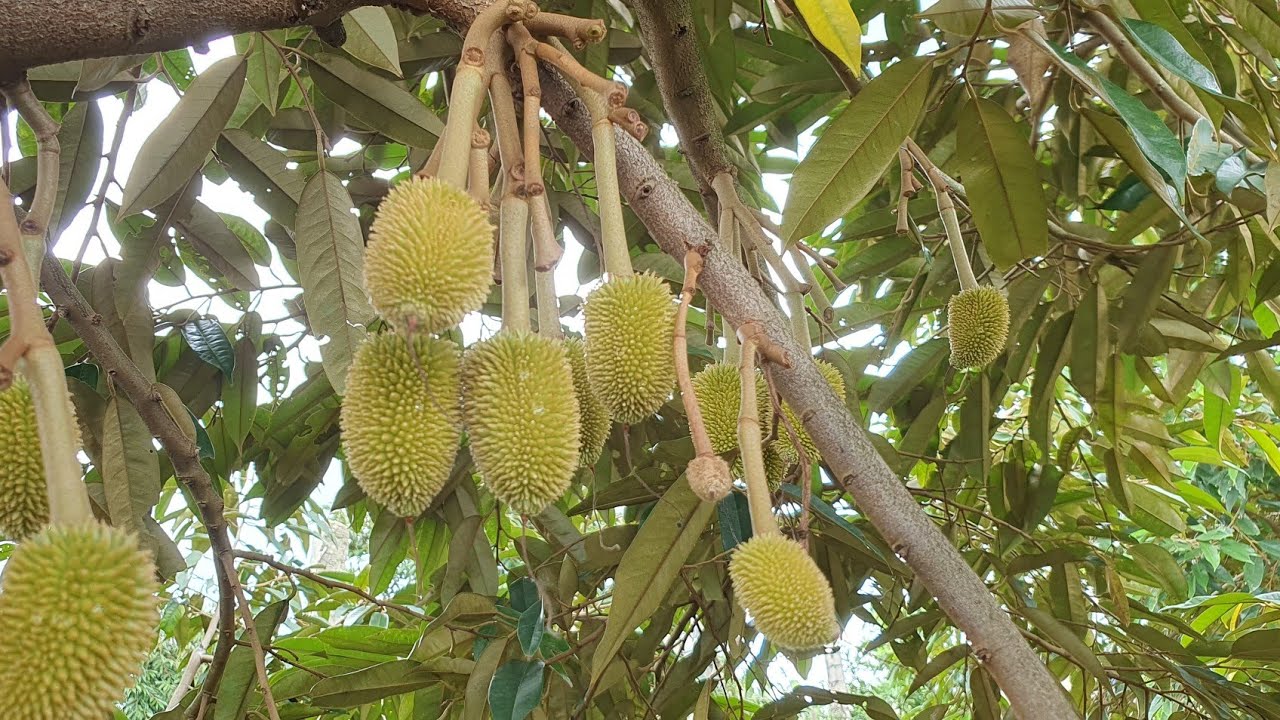 chăm sóc sầu riêng giai đoạn mang trái 25-30 ngày đi đọt và cách xử lý.