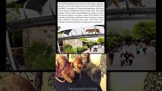 At the Philadelphia Zoo, big cats like tigers, jaguars, and lions now roam above visitors' heads