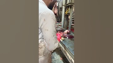 Liver inspection in slaughterhouse #veterinary #veterans #liver #beef #iran #kurdistan #animal