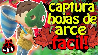 Consigue HOJAS de ARCE FACIL| GUIA ANIMAL CROSSING | ANIMAL CROSSING NEW HORIZONS | MAPAXE