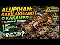 Ang SIKRETONG Kapangyarihan ng ALUPIHAN na Hindi Alam ng Marami! 😱
