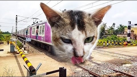 New Aerodynamic CAT Face Emu Local Train : High Speed Skipped at Railgate