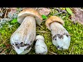 Грибное лето! Белые грибы и лисички! Грибы 2023
