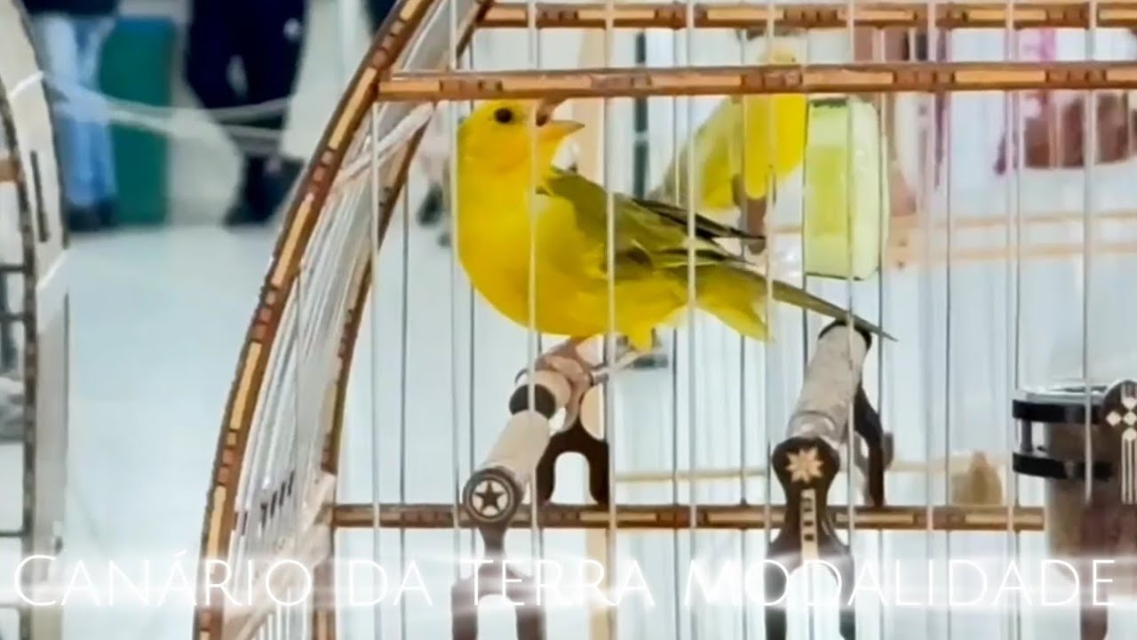 Roda Canario da Terra modalidade Torneio Fibra