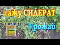 Жирные сидераты.Горчица лечит почву.Способы сидерации почвы.Слизни самоубийцы.Урожай.