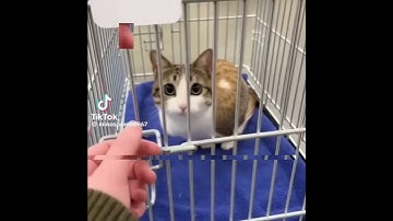 meowl edit #meowl #edit #stealabrainrot #cat #shorts #fyp #og 