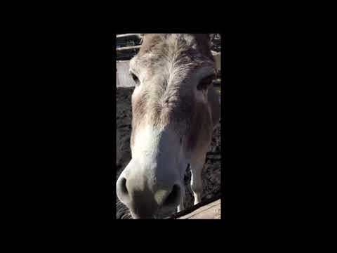 波の音が聞こえる孤島の動物園でロバに癒されてみた。【ひろたん】
