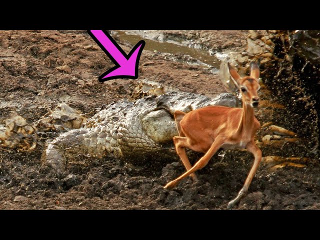 インパラが死を免れる5つの瞬間 動物の戦い Youtube インパラが死を免れる5つの瞬間 動物の戦い Youtube