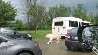 Real! White Lions surrounded the cars in Lion Safari