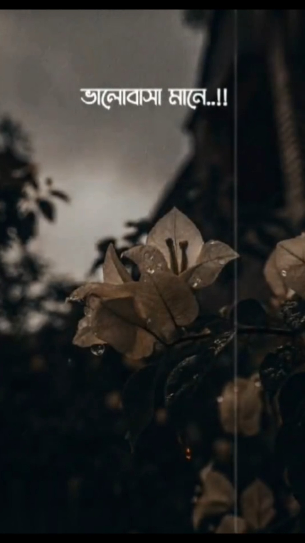 💘আধুনিক লাভ লেটার✉️ - ShareChat