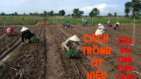 HƯỚNG DẪN TRỒNG ỚT NÂNG SUẤT CAO Ở CỒN CHÂU MA