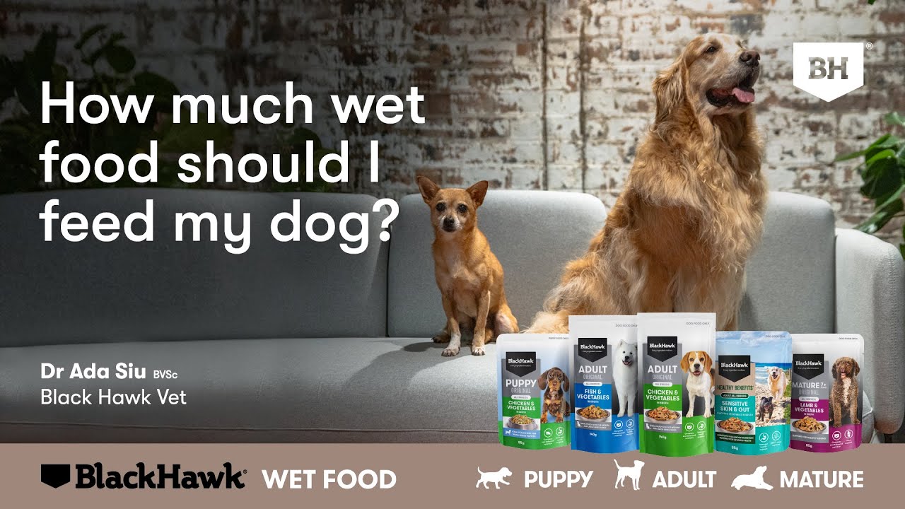 How Much Wet Dog Food Should Puppies Eat?