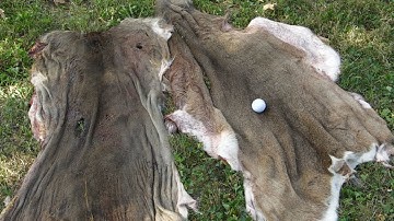 How to Skin a Deer Using a Golf Ball