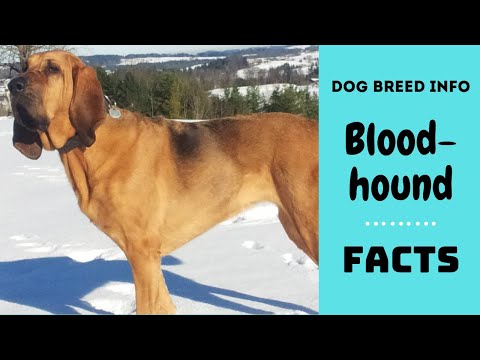 वीडियो: ब्लडहाउंड कुत्ते की नस्ल हाइपोएलर्जेनिक, स्वास्थ्य और जीवन अवधि