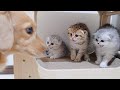 The kitten that tries his best to intimidate the dog he meets for the first time is so cute!