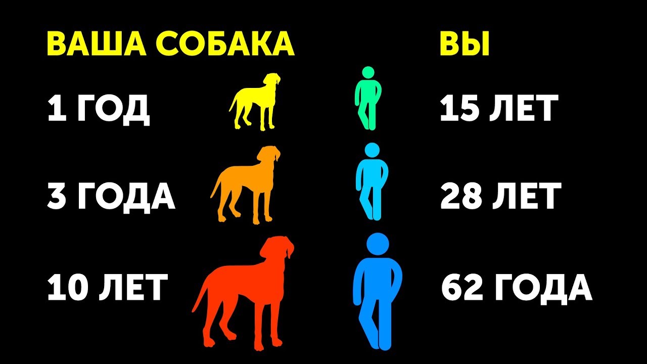 Почему собаки стареют быстрее нас