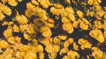 returning the kindle colorsoft (and paperwhite 2024)