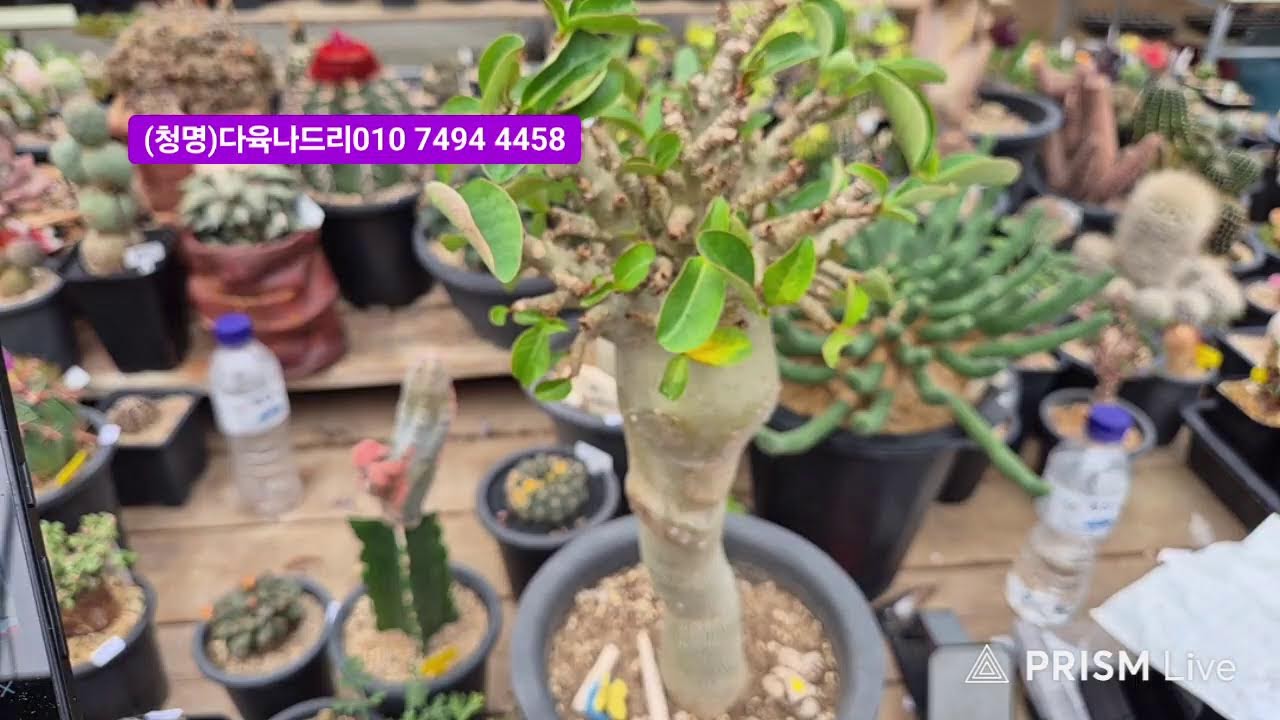 파주청명다육농장 라이브 방송