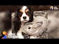 Sick Dog Gets Support from Bunny Best Friend - LOLA & PEPPER | The Dodo Odd Couples
