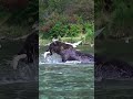 Witness the remarkable fishing technique of brown bears