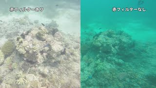 21年最新 ダイビングにおすすめgopro比較 マウント アクセサリーも紹介 ダイビング比較 Navi 21年最新 ダイビングにおすすめgopro比較 マウント アクセサリーも紹介 ダイビング比較 Navi