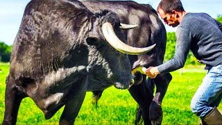 Bir adam boğa güreşinde bir boğayı ölümden kurtardı ve bunun karşılığını ona böyle ödedi