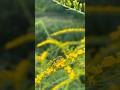 Nature and Goldenrod, hello darkness
